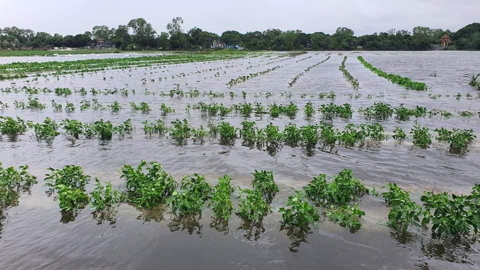 Hải Lăng: Cây trồng vùng cát bị ngập và hư hỏng nặng do mưa lũ bất thường